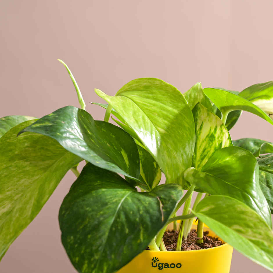 Ugaoo Money Plant Variegated With Self Watering Yellow Pot(1pc) & Ugaoo Two Layer Bamboo Plant(1pc) Combo