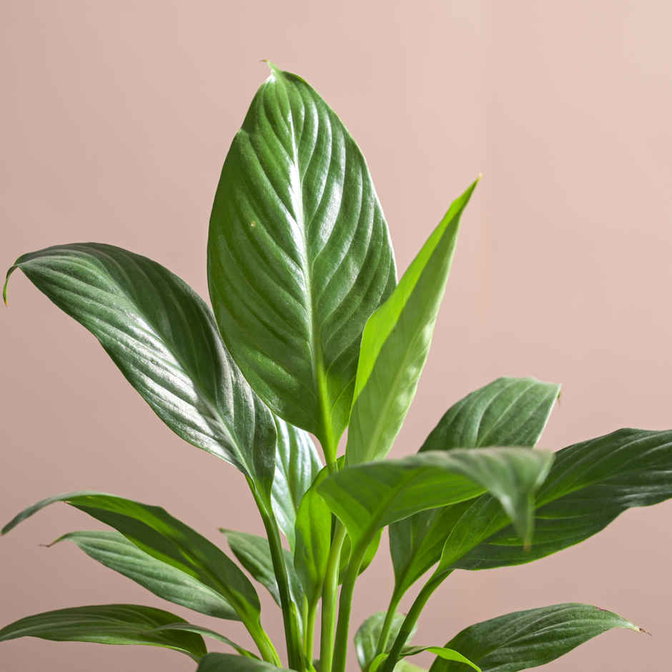 Ugaoo Air Purifying Peace Lily Plant Plant In Ibiza Pot