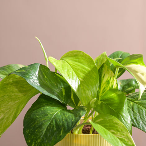 Ugaoo Good Luck Money Plant Variegated with Ibiza Pot