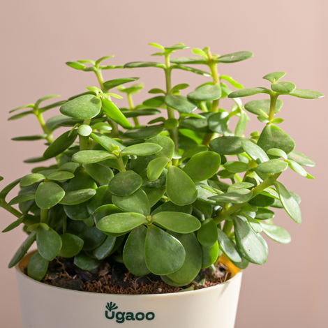 Ugaoo Jade Feng-Shui Plant With Self Watering Pot
