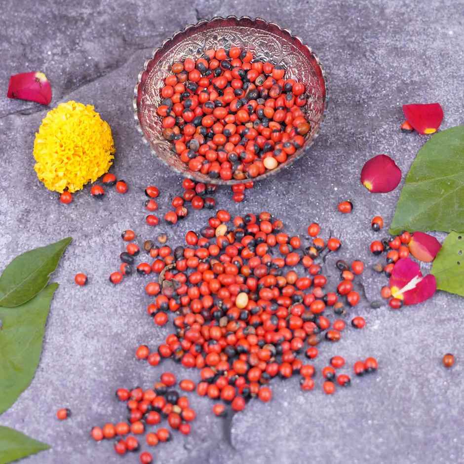 Red Gunja (Chirmi) Seeds | Auspicious Buy | ServDharm