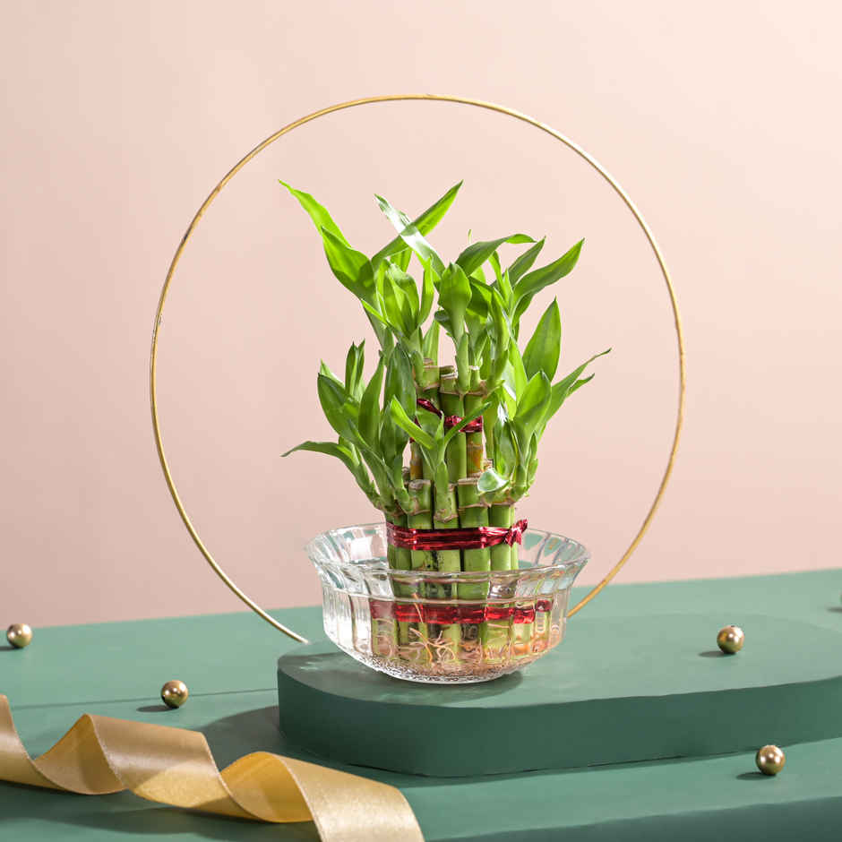 Ugaoo Money Plant Variegated With Self Watering Yellow Pot(1pc) & Ugaoo Two Layer Bamboo Plant(1pc) Combo