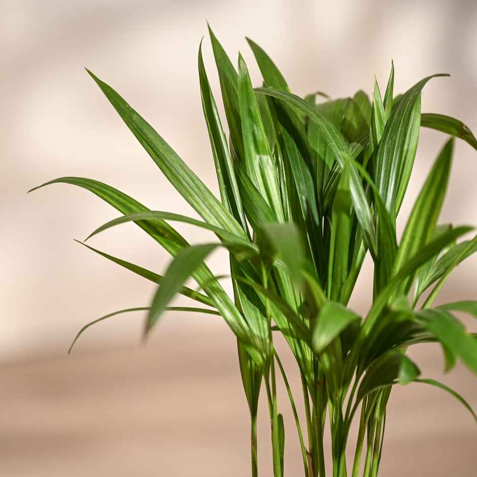 Ugaoo Areca Palm Plant with Self Watering Pot