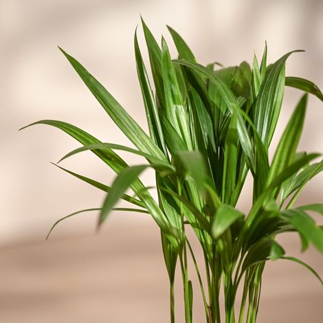 Ugaoo Areca Palm Plant with Self Watering Pot