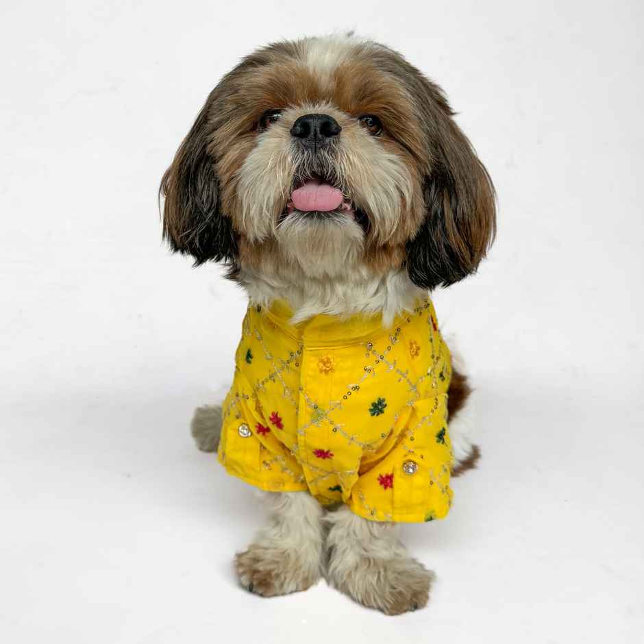 Pawgy Pets Festive Shirt Yellow For Dogs And Cats | M
