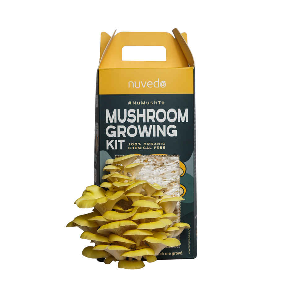 Nuvedo Golden Oyster Mushroom Growing Kit
