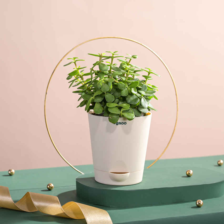 Ugaoo Two Layer Bamboo Plant(1pc) & Ugaoo Jade Plant With Self Watering Ivory Pot(1pc) Combo