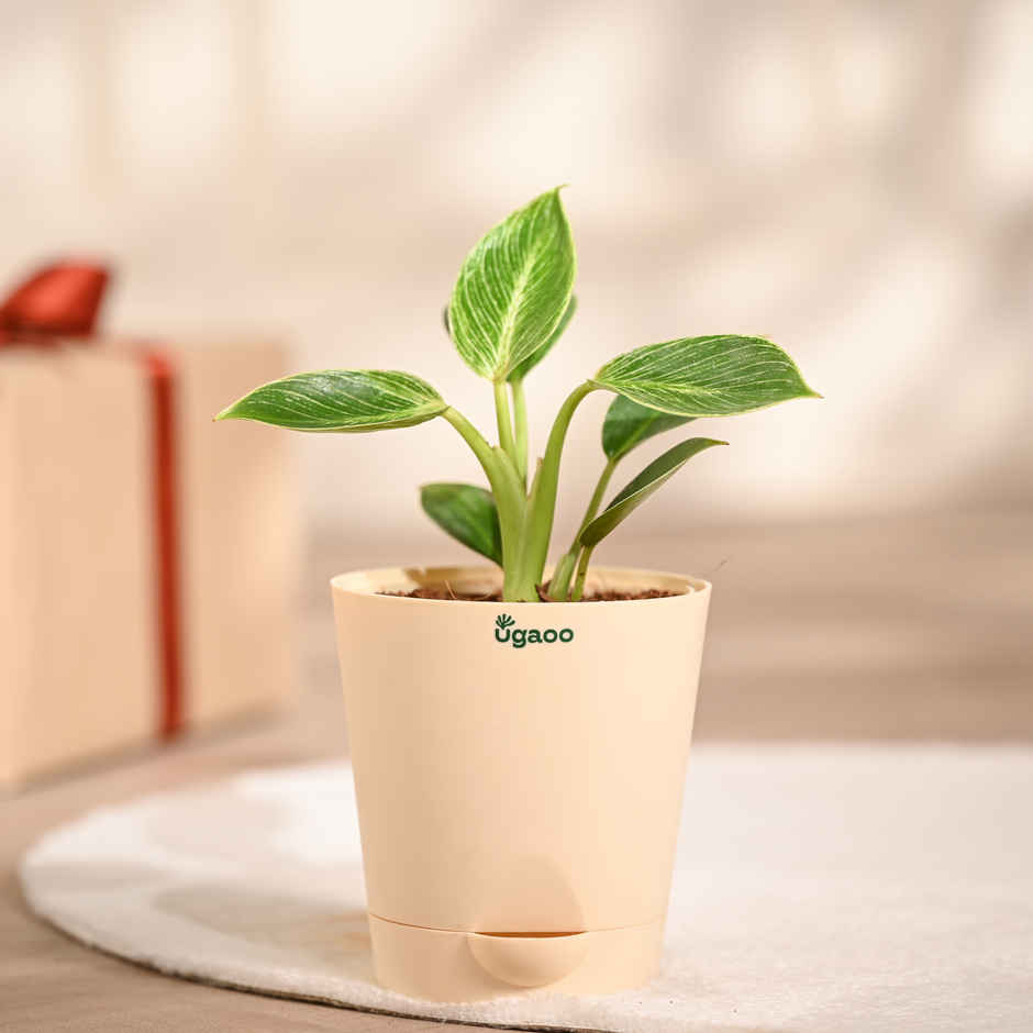 Ugaoo Philodendron Birkin with Ivory Self Watering Pot