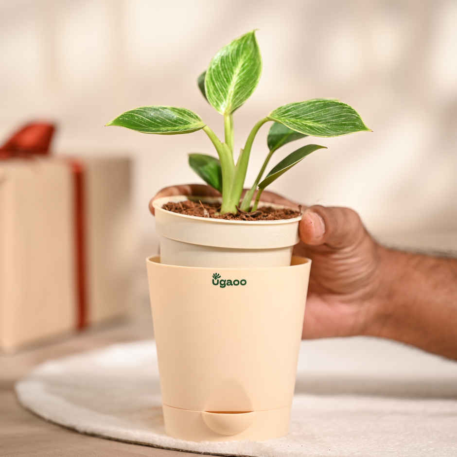 Ugaoo Philodendron Birkin with Ivory Self Watering Pot