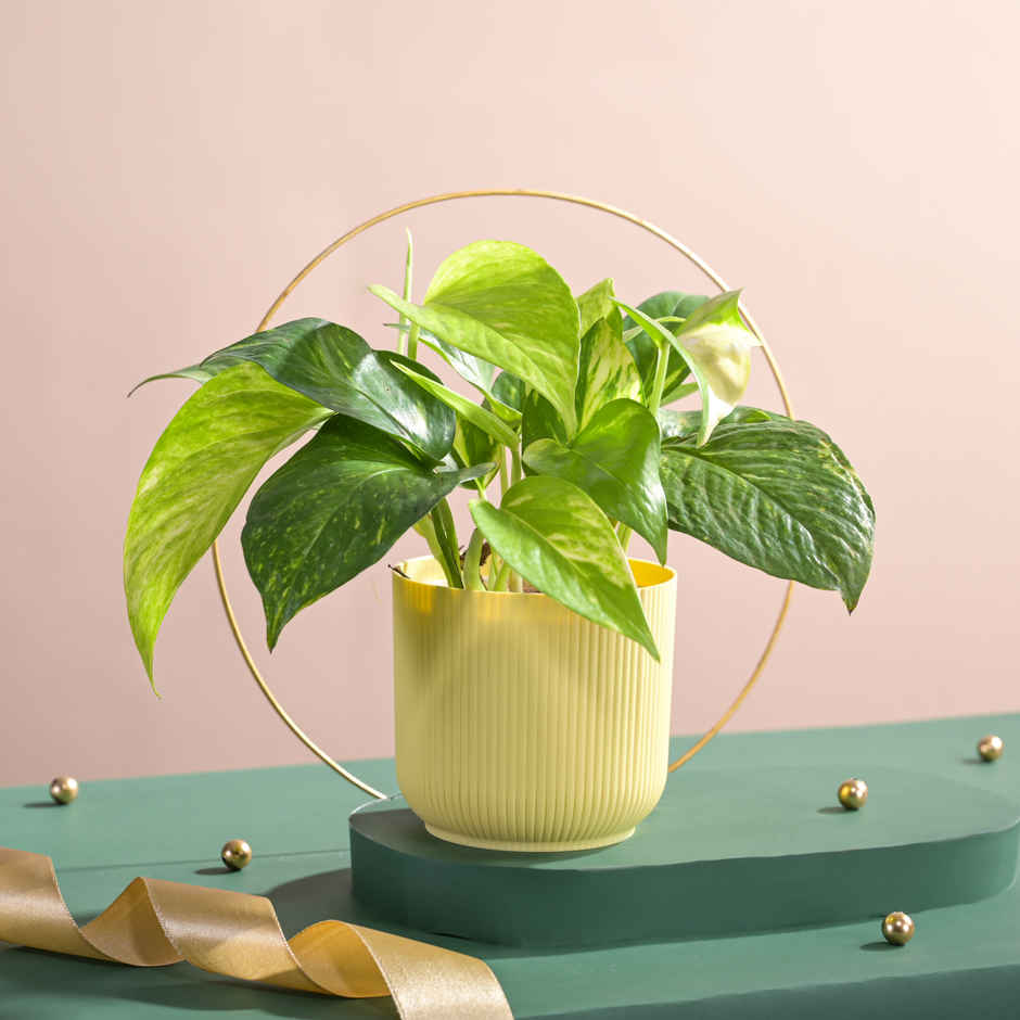 Ugaoo Good Luck Money Plant Variegated with Ibiza Pot | Gifting & Decor