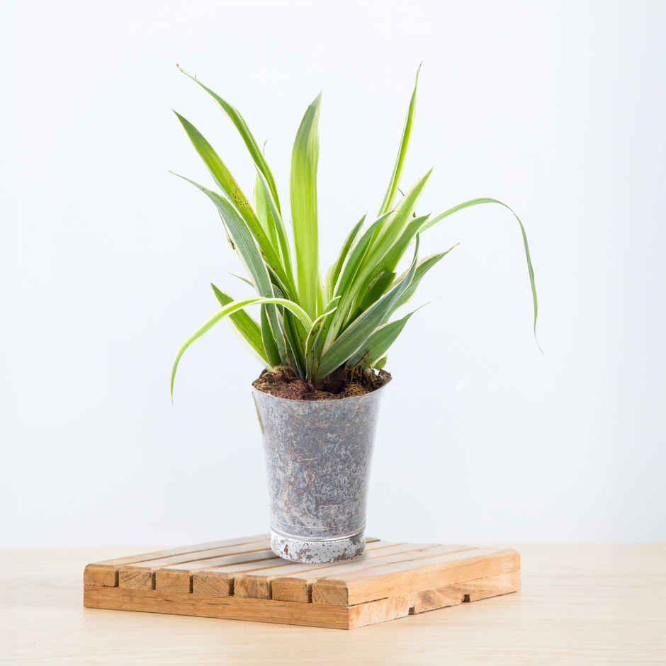 Bloom Baby Spider Plant in Plastic Shot-glass