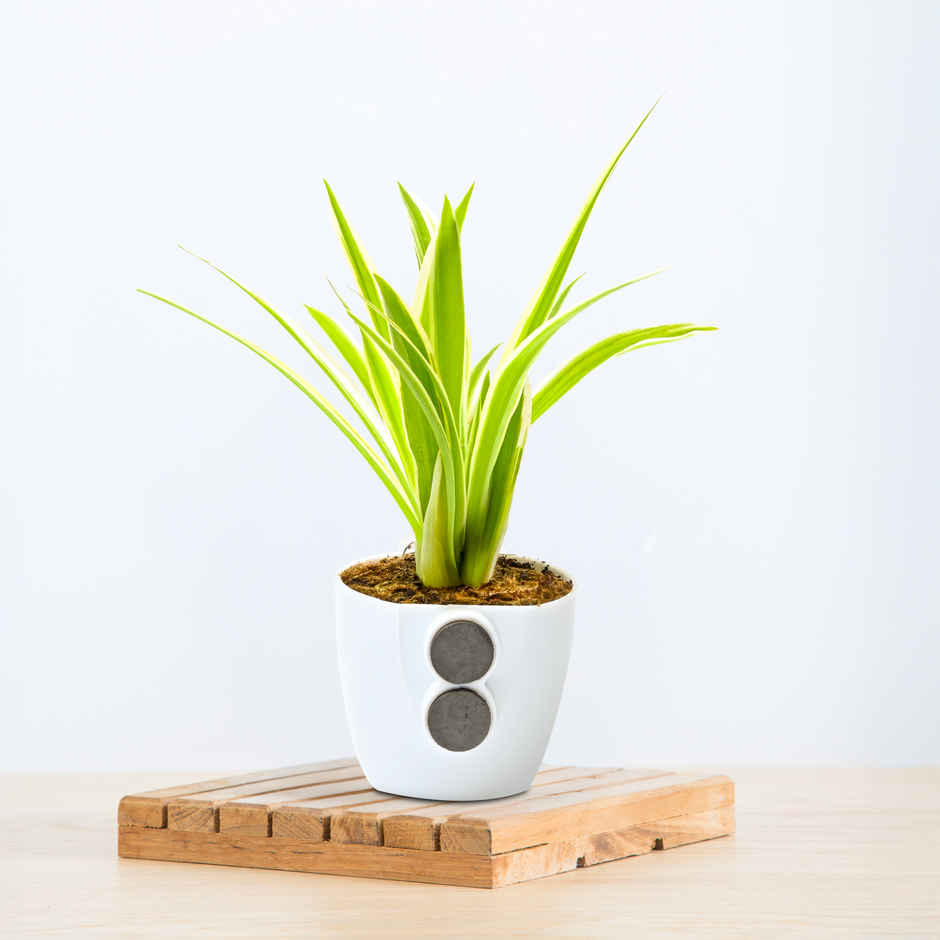 Bloom Baby Spider Plant in Magnetic Pot | Gifting & Decor