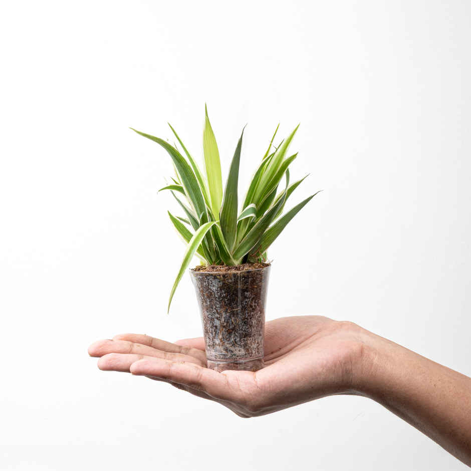 Bloom Baby Spider Plant in Plastic Shot-glass