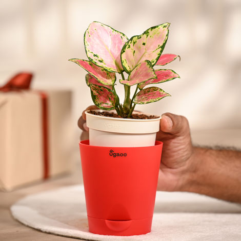 Ugaoo Aglaonema Pink Beauty Plant with Red Self Watering Pot | Decor & Gifting