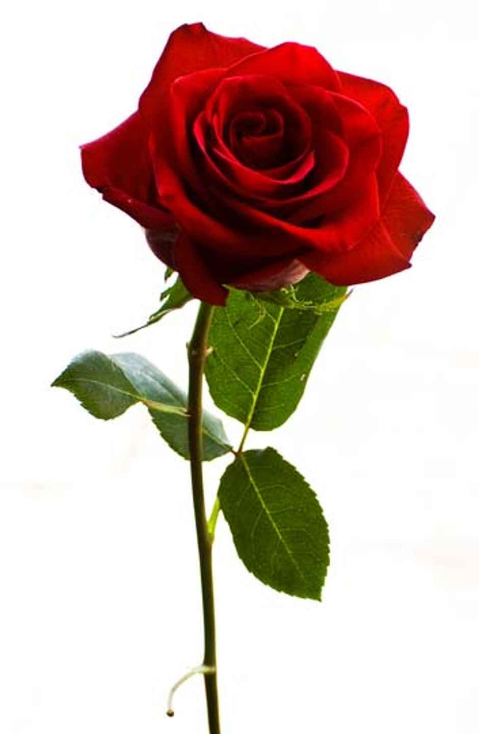 Fresh Rose Flower 
