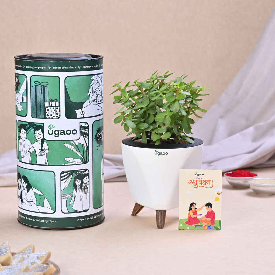UGAOO Exotic Plant Hamper for Raksha Bandhan