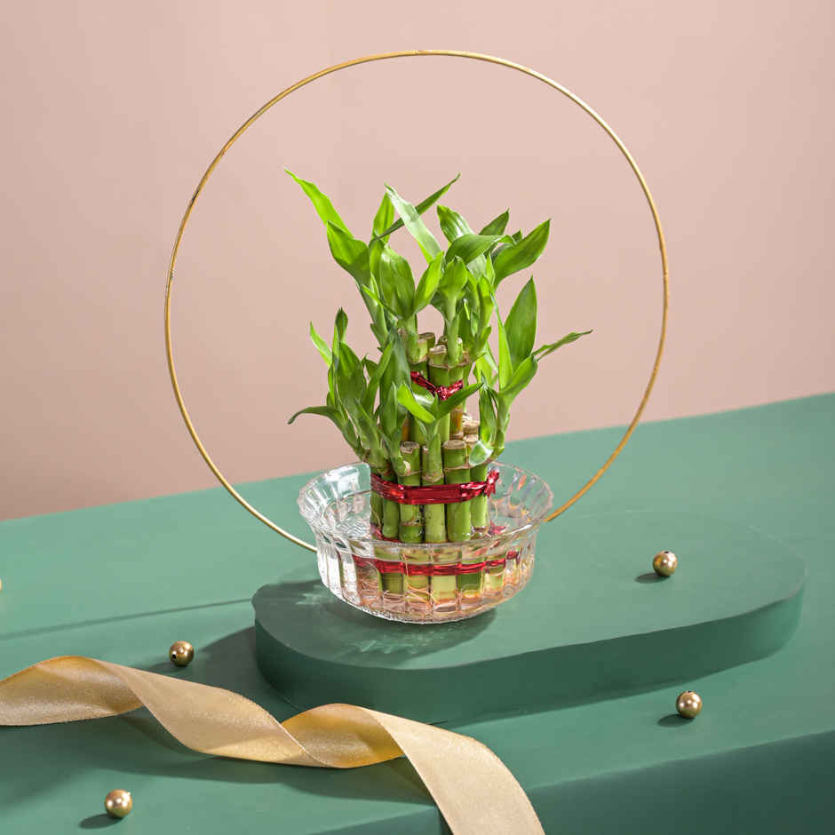 Ugaoo Two Layer Bamboo Plant(1pc) & Ugaoo Jade Plant With Self Watering Ivory Pot(1pc) Combo