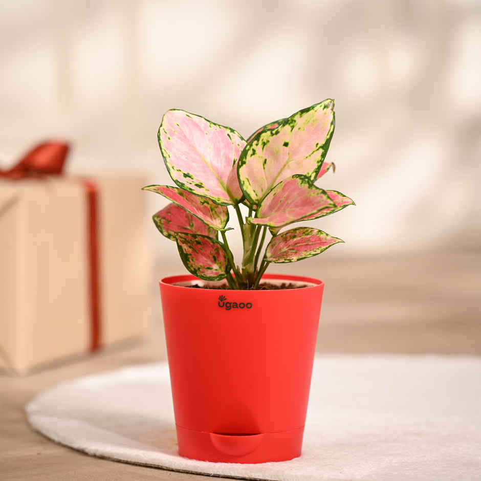Ugaoo Aglaonema Pink Beauty Plant with Red Self Watering Pot | Decor & Gifting