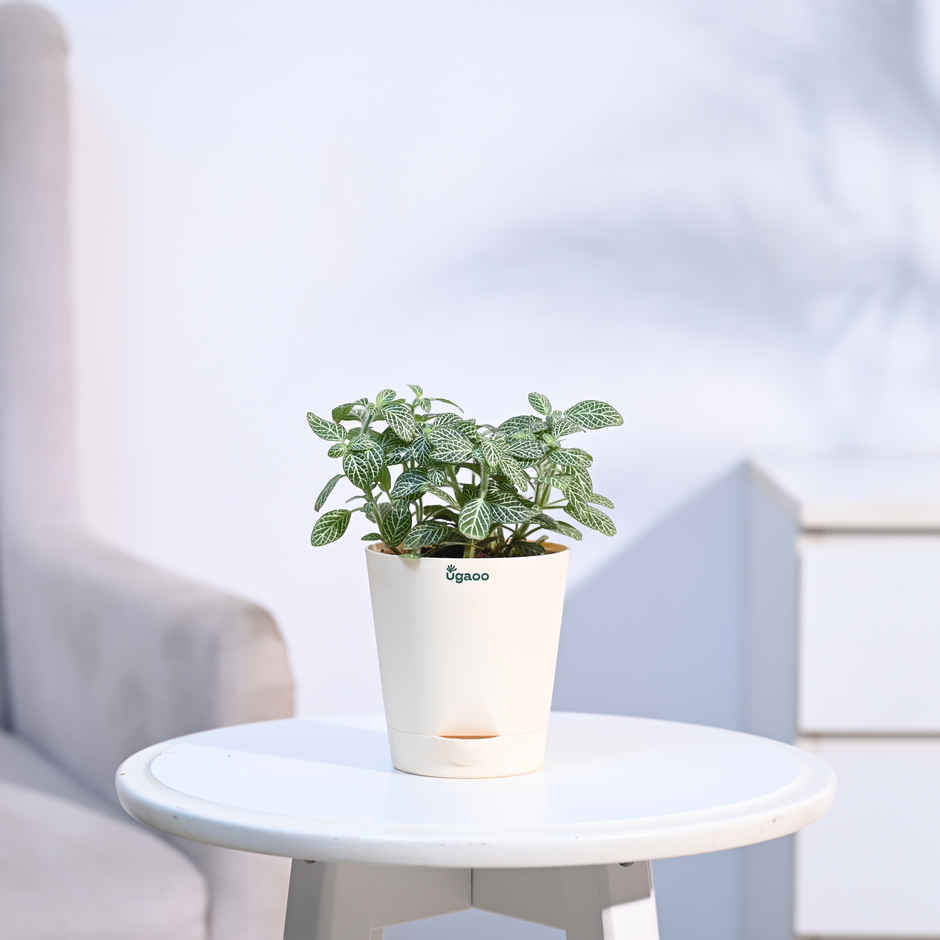 Ugaoo Fittonia Green Plant with Ivory Krish Pot