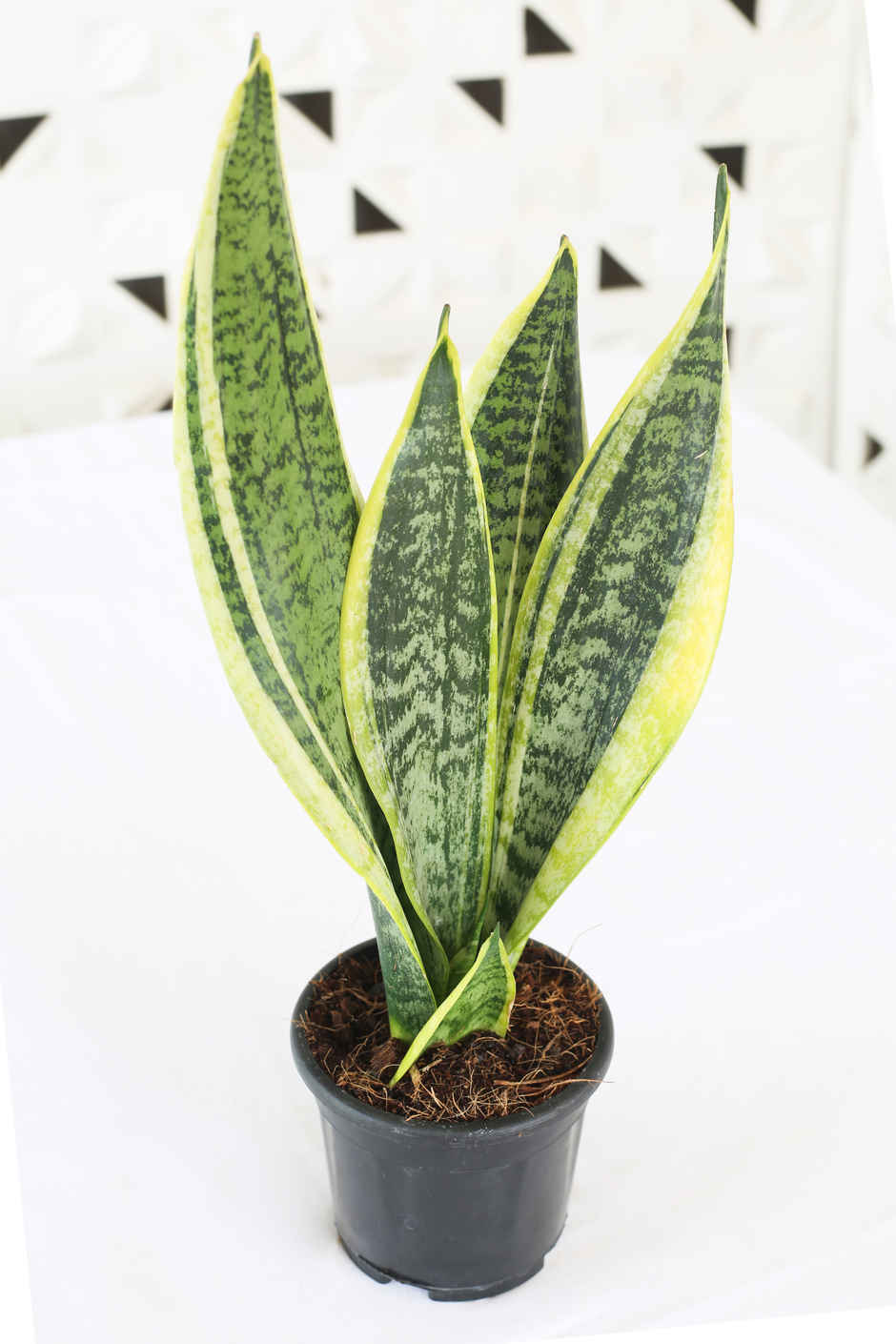 Sansevieria Plant