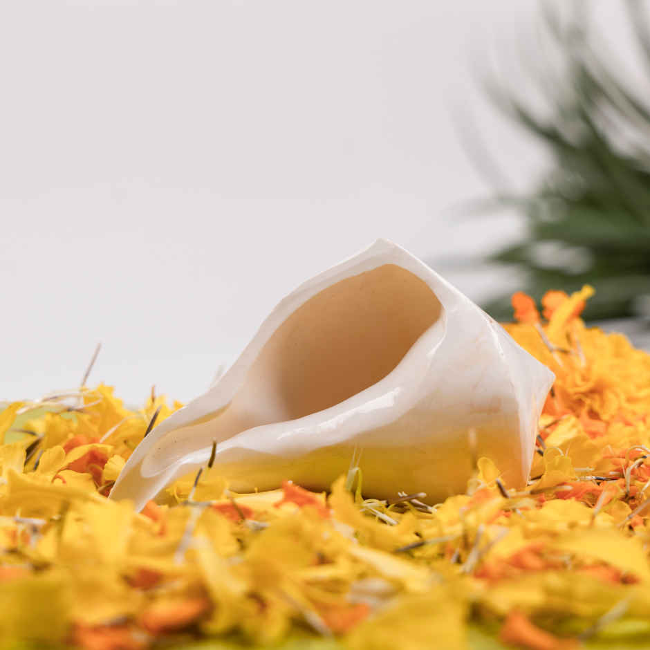 Natural Dakshinavarti Shank | Svasti