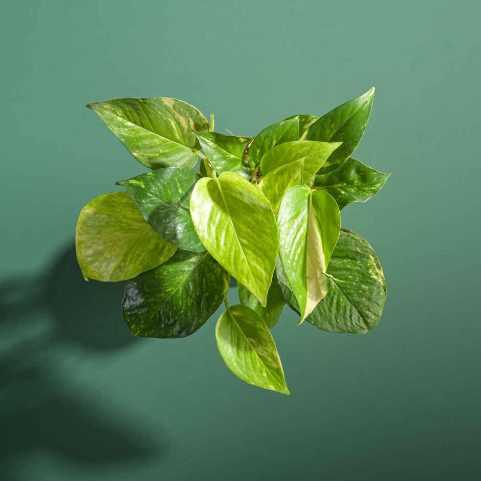Ugaoo Good Luck Money Plant Variegated with Ibiza Pot | Gifting & Decor
