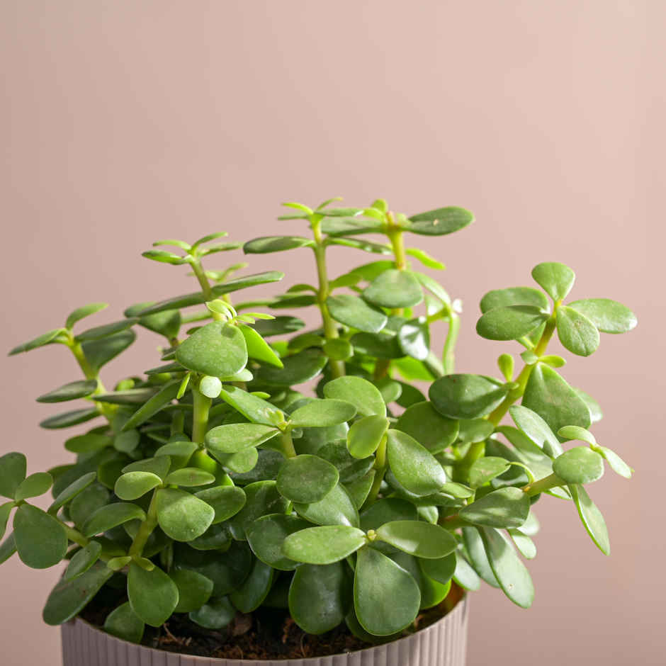 Ugaoo Jade Feng-Shui Plant with Ibiza Pot | Gifting & Decor