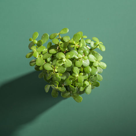 Ugaoo Jade Feng-Shui Plant With Self Watering Pot