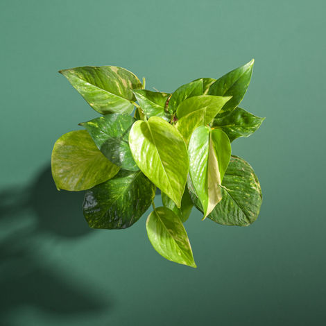 Ugaoo Good Luck Money Plant Variegated with Ibiza Pot