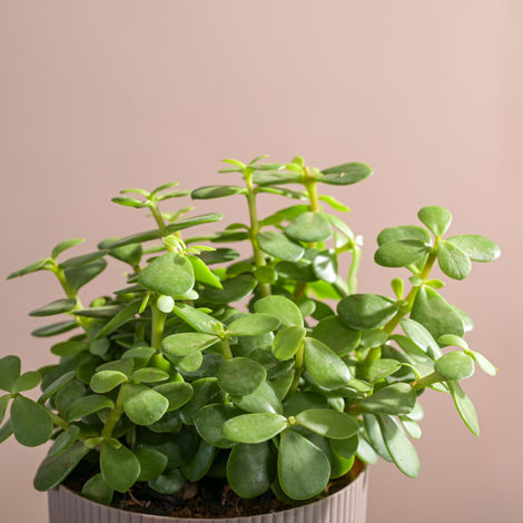 Ugaoo Jade Feng-Shui Plant with Ibiza Pot