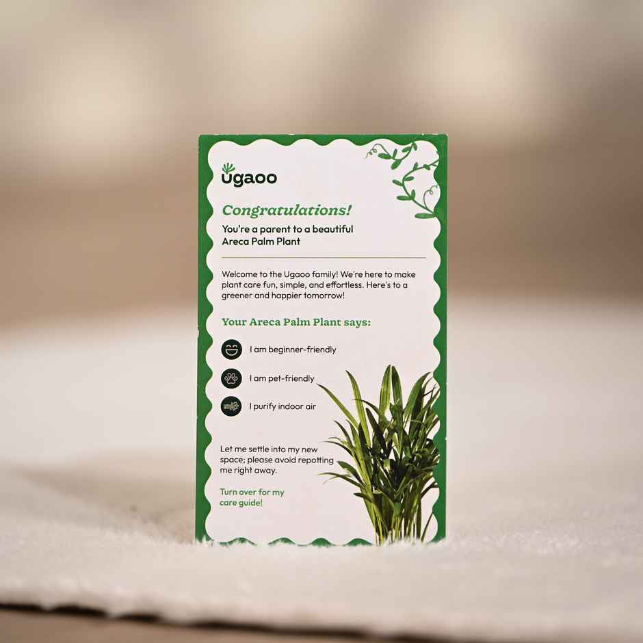 Ugaoo Areca Palm Plant with Self Watering Pot