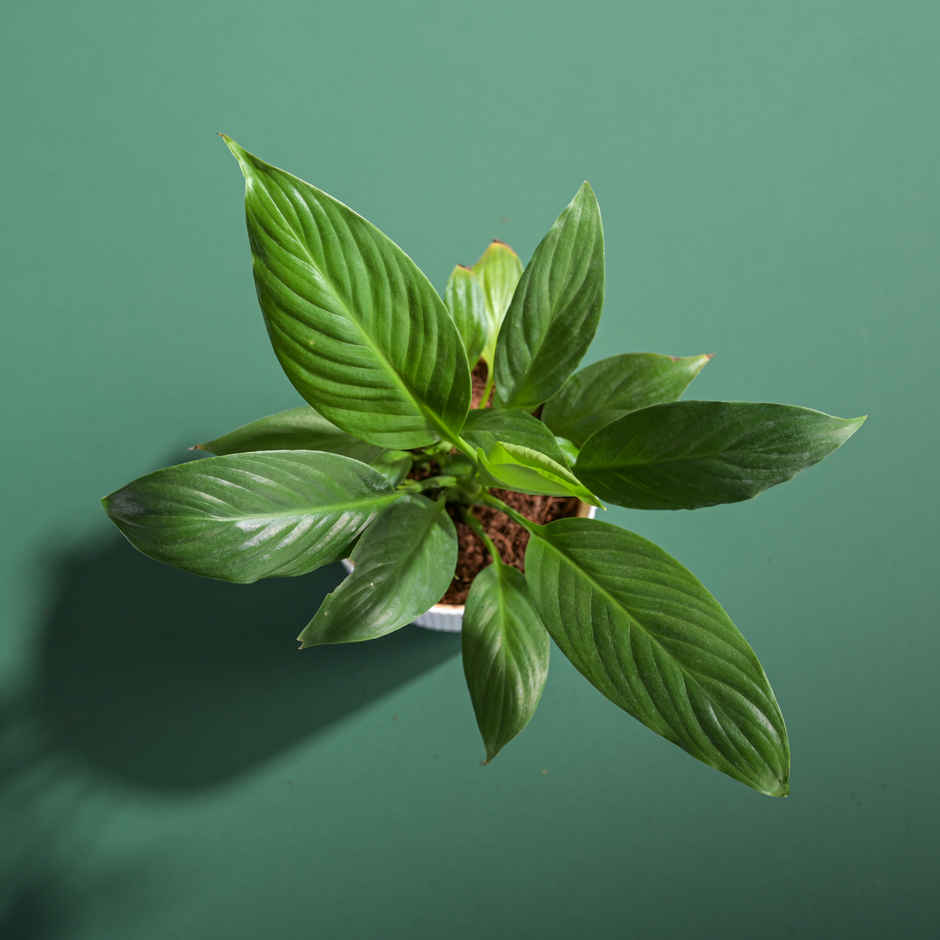 Ugaoo Air Purifying Peace Lily Plant Plant In Ibiza Pot