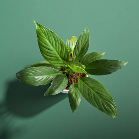 Ugaoo Air Purifying Peace Lily Plant Plant In Ibiza Pot