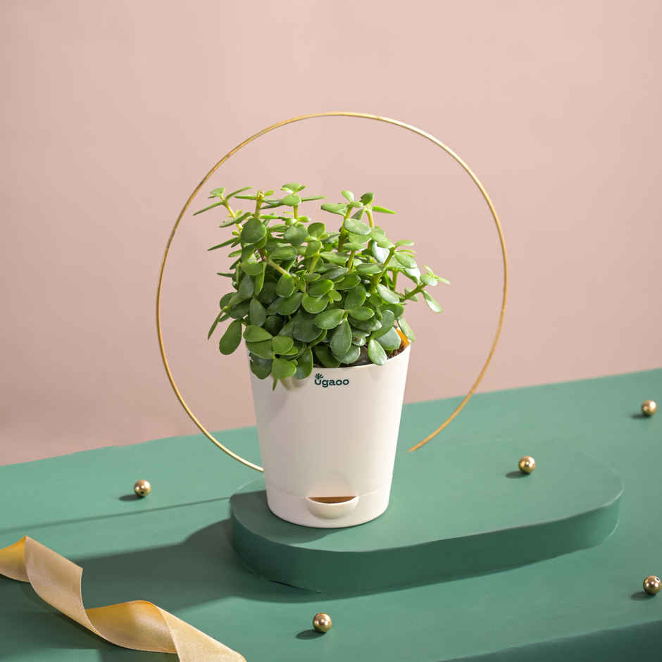 Ugaoo Two Layer Bamboo Plant(1pc) & Ugaoo Jade Plant With Self Watering Ivory Pot(1pc) Combo