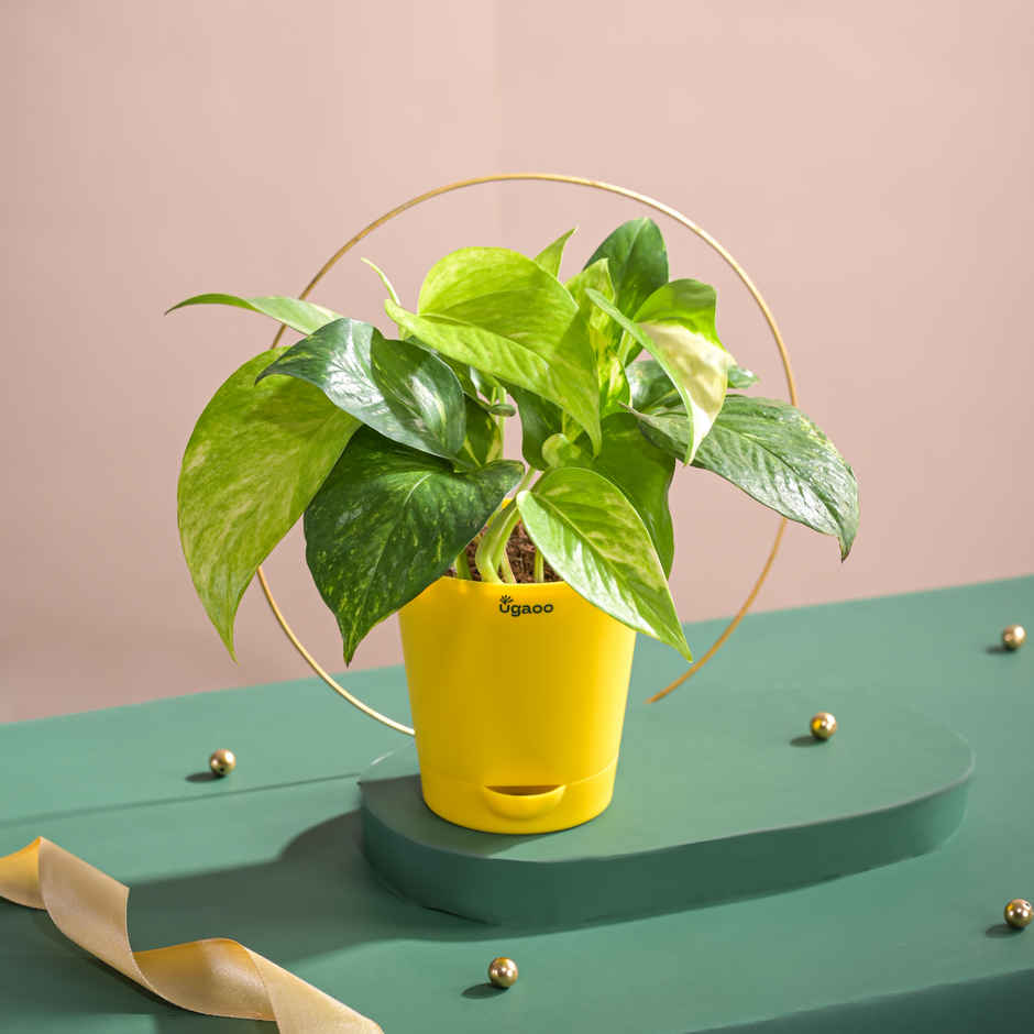 Ugaoo Money Plant Variegated With Self Watering Yellow Pot(1pc) & Ugaoo Two Layer Bamboo Plant(1pc) Combo