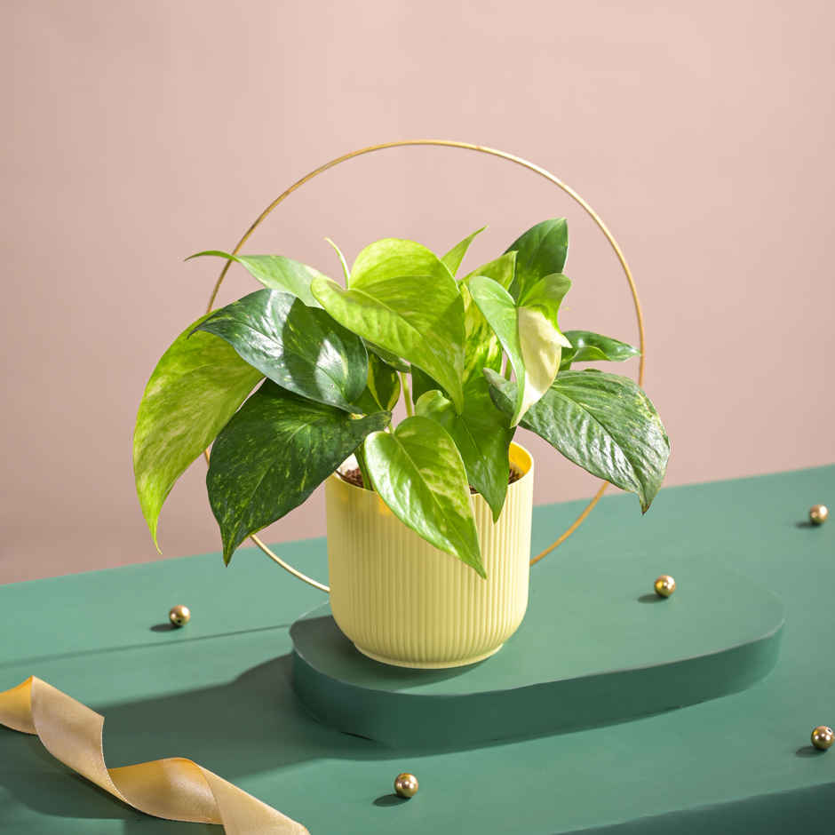 Ugaoo Good Luck Money Plant Variegated with Ibiza Pot | Gifting & Decor