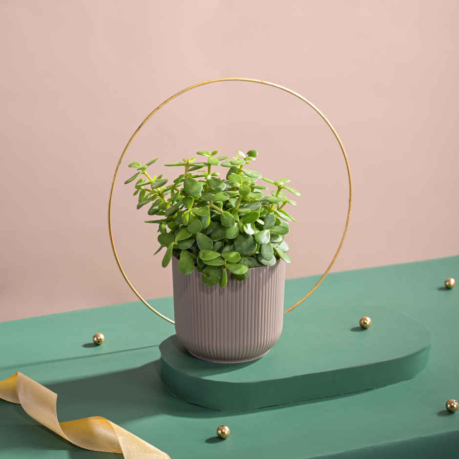 Ugaoo Jade Feng-Shui Plant with Ibiza Pot | Gifting & Decor