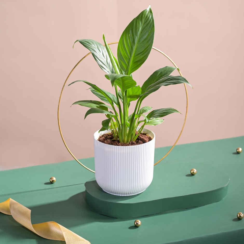 Ugaoo Air Purifying Peace Lily Plant Plant In Ibiza Pot