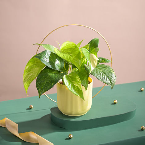 Ugaoo Good Luck Money Plant Variegated with Ibiza Pot