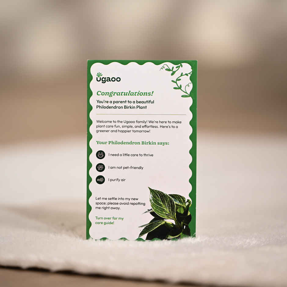 Ugaoo Philodendron Birkin with Ivory Self Watering Pot