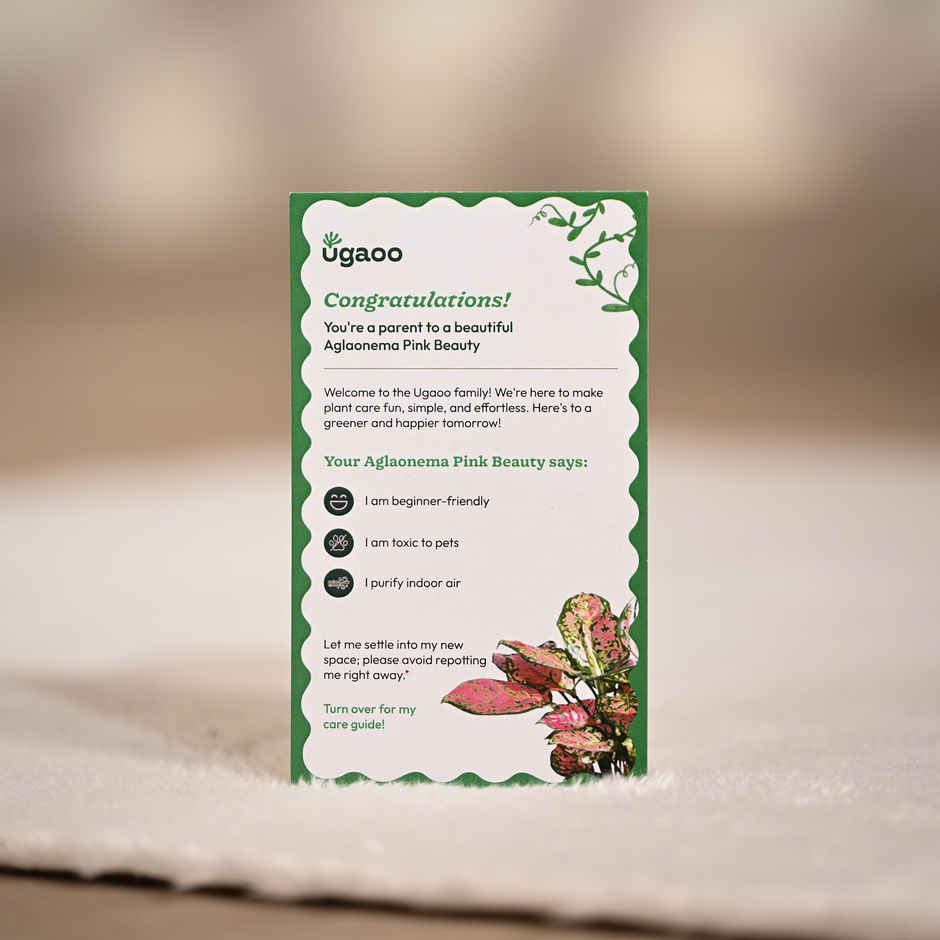 Ugaoo Aglaonema Pink Beauty Plant with Red Self Watering Pot | Decor & Gifting