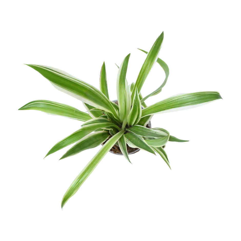 Bloom Baby Spider Plant in Plastic Shot-glass