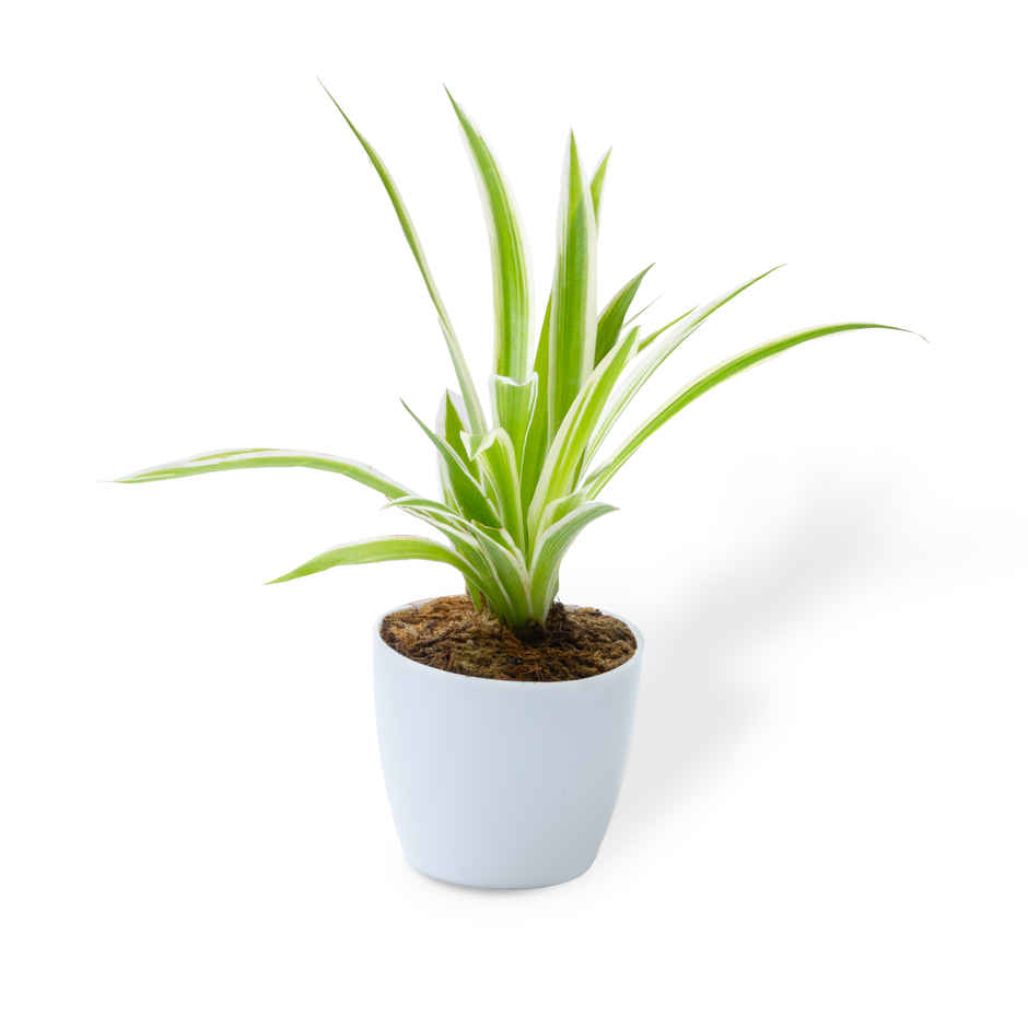 Bloom Baby Spider Plant in Magnetic Pot | Gifting & Decor