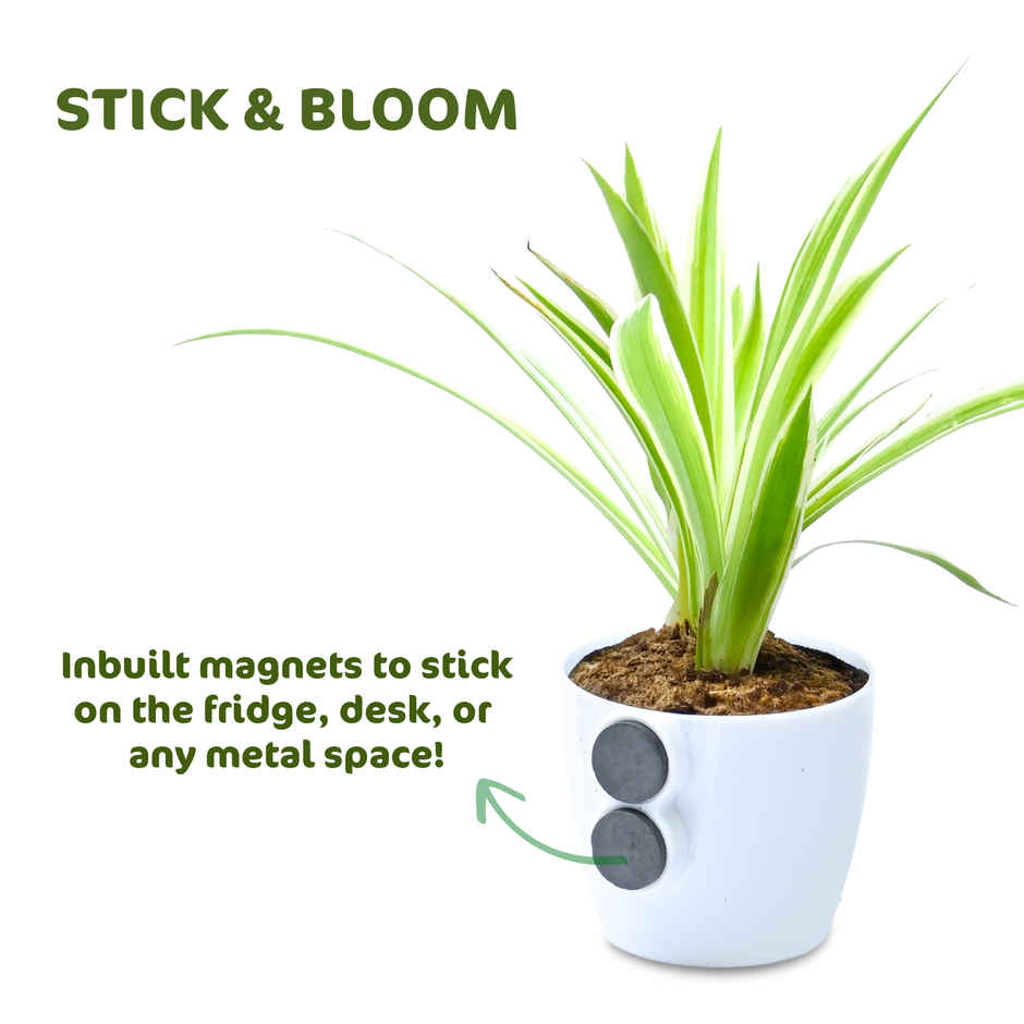 Bloom Baby Spider Plant in Magnetic Pot | Gifting & Decor