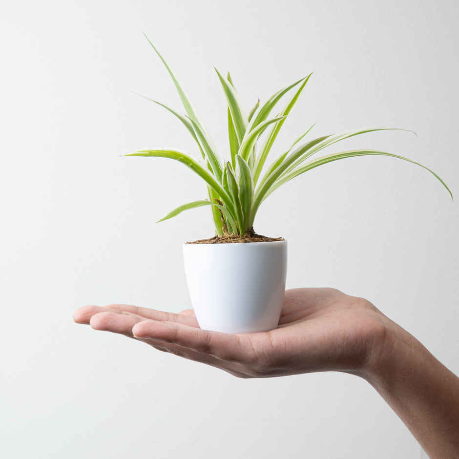 Bloom Baby Spider Plant in Magnetic Pot | Gifting & Decor