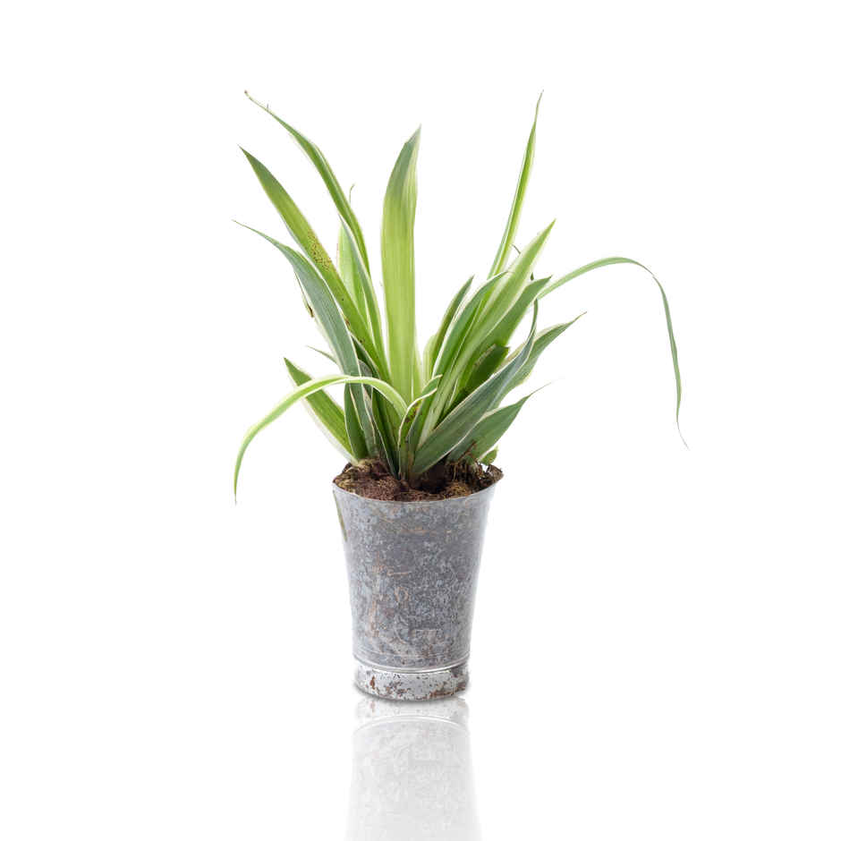 Bloom Baby Spider Plant in Plastic Shot-glass