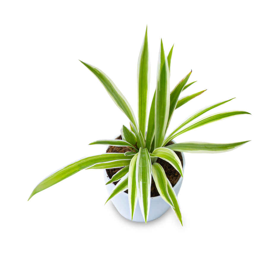 Bloom Baby Spider Plant in Magnetic Pot