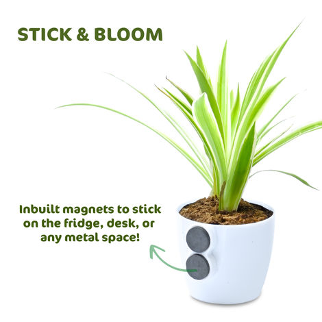 Bloom Baby Spider Plant in Magnetic Pot