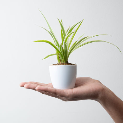 Bloom Baby Spider Plant in Magnetic Pot
