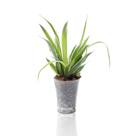 Bloom Baby Spider Plant in Plastic Shot-glass